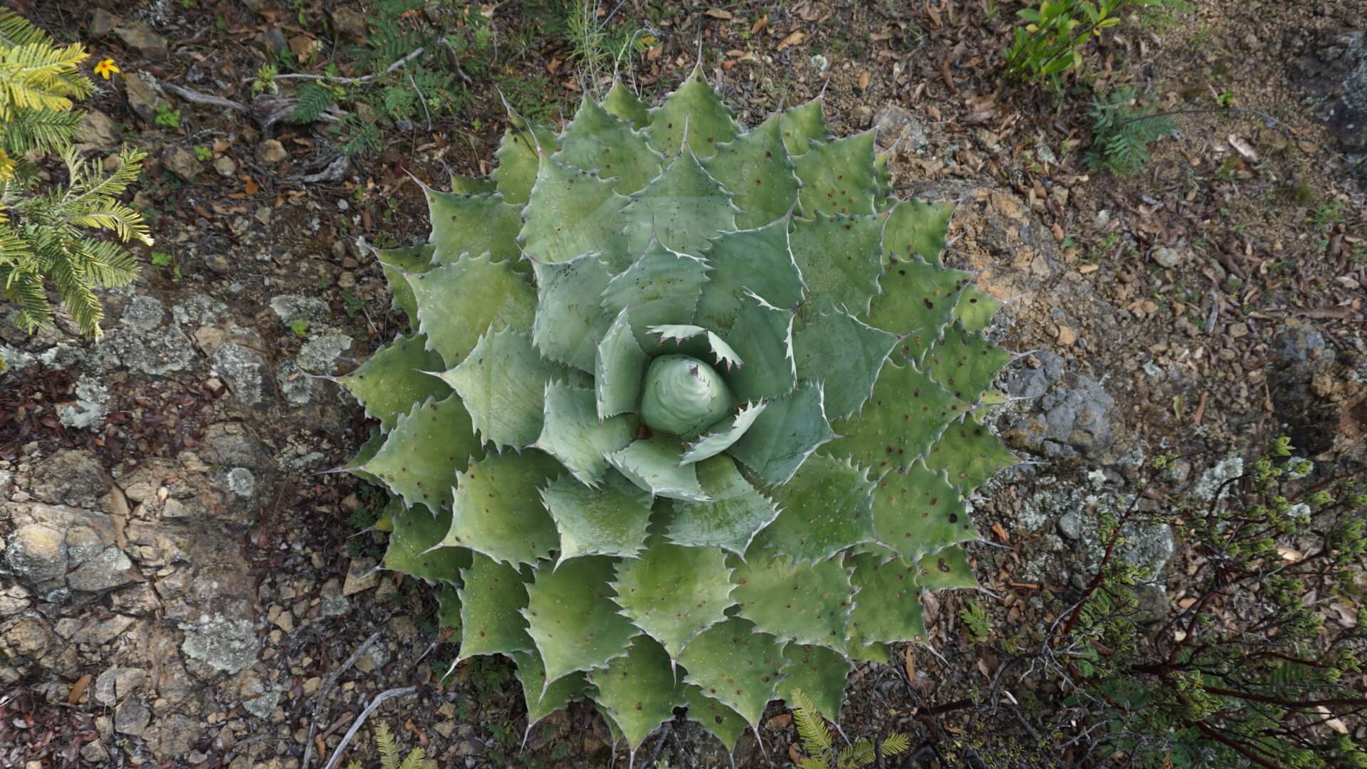 Agave potatorum